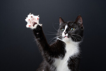 A tuxedo cat plays wildly and raises its paw with its claws extended. Studio photo against a black background