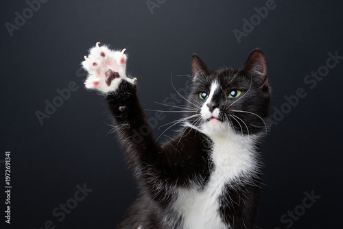Konstfotografi A tuxedo cat plays wildly and raises its paw with its claws extended