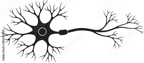 Black silhouette of a neuron with dendrites axon and nucleus on white background also transparent background