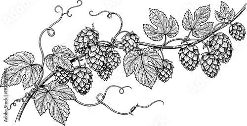 Detailed Hops Vine with Cones and Leaves Botanical Illustration Black and White Natural Elements Traditional Drawing Style