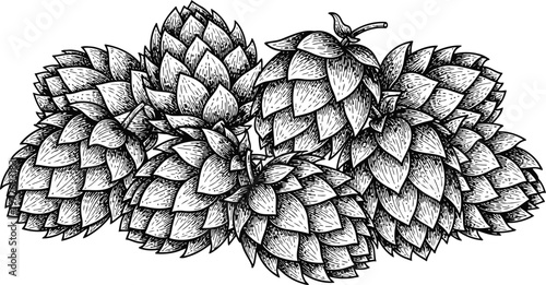 Detailed Vintage Botanical Hops Cones Hand-Drawn Engraving Style Isolated on White for Brewing and Craft Beverage Design