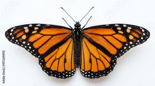 Vibrant Monarch Butterfly Photo with Bright Orange and Black Wing Pattern