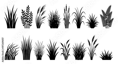 Black grass silhouette set, 15 botanical vector elements, wild meadow plants and marsh reeds collection, nature landscape design assets