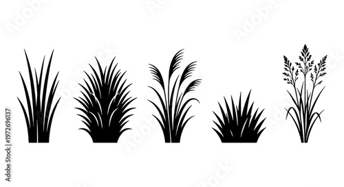 Black grass silhouette vector set, wild meadow plants and field weeds icons, botanical reed and pampas grass tufts for landscape design