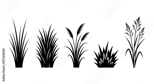 Black grass silhouette vector set, wild meadow plants and field weeds collection, 5 botanical grass elements for landscape design and garden decor