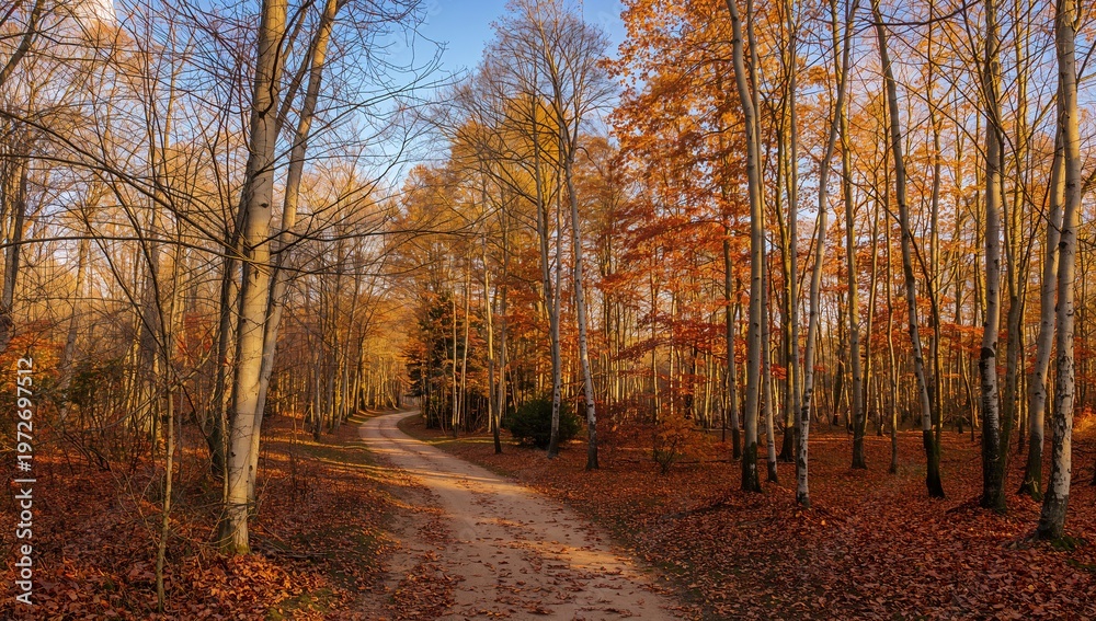 Obraz premium Autumn Forest Path in Sunlit Deciduous Trees with Orange Yellow Foliage