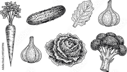Hand-Drawn Vegetables Collection: Carrot Cucumber Garlic Cabbage Broccoli Leafy Green Detailed Sketch Isolated on White Vintage Botanical Illustration Style