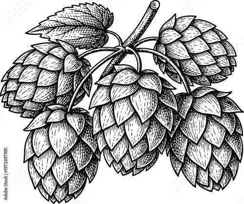 Hop Cones Branch Detailed Botanical Illustration Engraved Style Isolated on White Background for Brewing or Herbalism