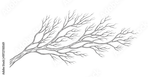 Of bare tree branches spreading across white nature winter