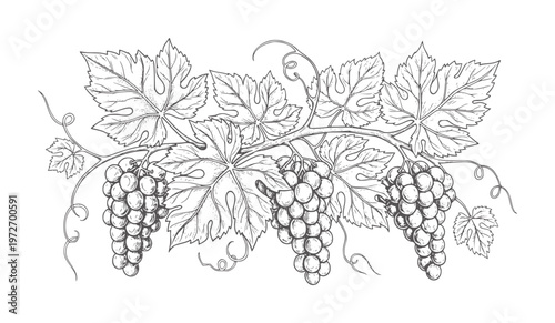 Of ripe grape clusters hanging from vines with leaves leaf fruit bunch