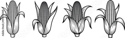Set of four corn cobs with husks engraved line art