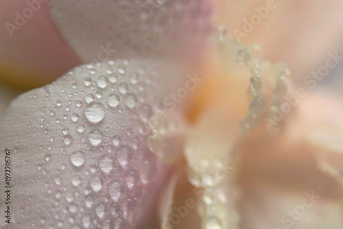 Wallpaper Mural Smoke close-up selective soft focus Flower bud Petal with water Drops. Natural blur cream beige, pink pastel background. Torontodigital.ca