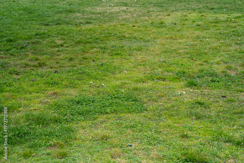 Grass texture background, natural lawn surface with mixed green and dry areas, uneven turf pattern ideal for landscaping, outdoor ground backgrounds, and environmental design projects.