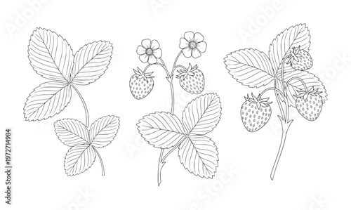 Black and white line of wild strawberry plants with leaves flowers and fruit