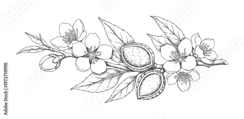 Black and white of almond branch with blossoms and nuts leaf