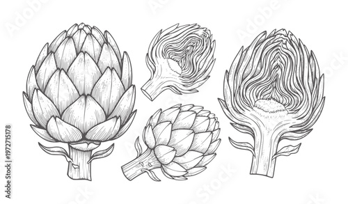 Hand drawn artichoke with whole and halved vegetables food vintage organic