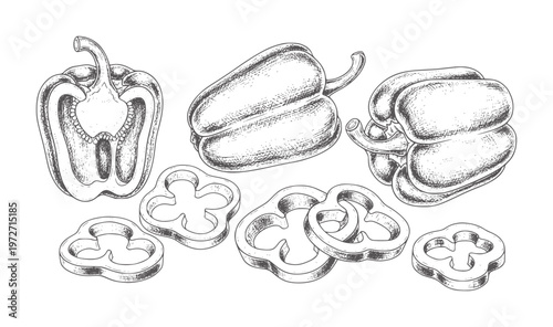 Hand drawn bell peppers whole and sliced in vintage style capsicum vegetable food