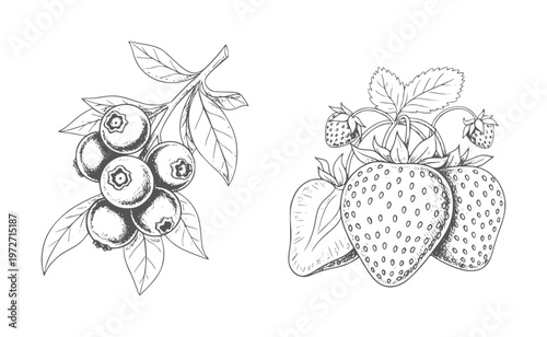 Hand drawn blueberries and strawberries white blueberry strawberry fruit food