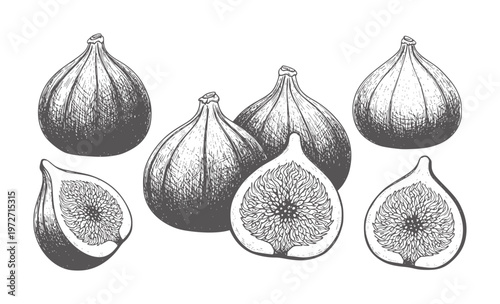 Hand drawn figs whole and halved in monochrome style fruit food vintage