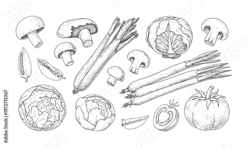 Hand drawn of assorted fresh vegetables and mushrooms cabbage asparagus tomato
