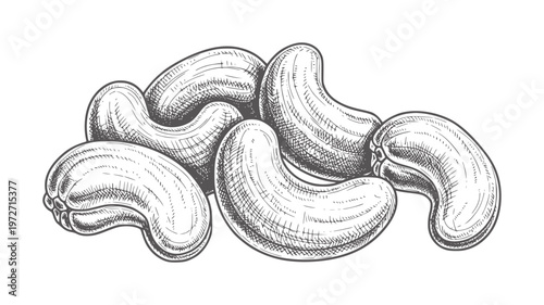 Hand drawn of cashew nuts in a pile food organic healthy