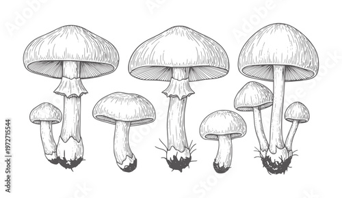 Vintage of various mushrooms with caps and stems fungi botanical nature