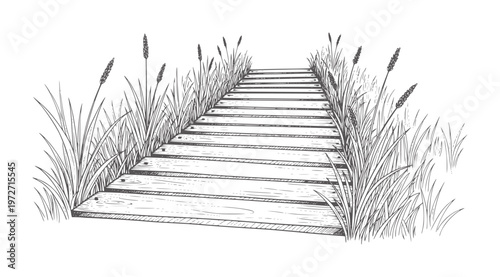Wooden boardwalk path through tall grass and reeds planks