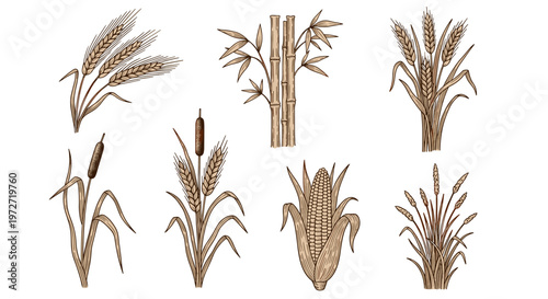 Collection of hand-drawn botanical illustrations of various grains and plants