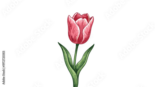 Detailed botanical illustration of a single pink tulip with green leaves rendered in a classic hand drawn style.
