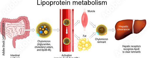 Lipoprotein metabolism. Chylomicron transport pathway
