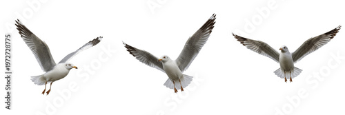 Foto Set of Seagulls Flying Isolated on White Background, Mediterranean Gulls in Flig