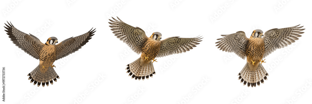 Fototapeta premium Set of American kestrels flying in flight isolated on transparent PNG background for wildlife nature collection