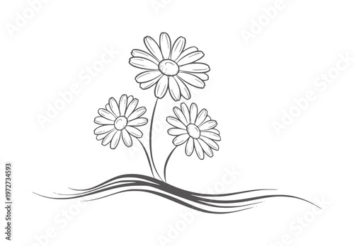 Vászonkép Black and white line of three daisies a wavy base flowers petals stems