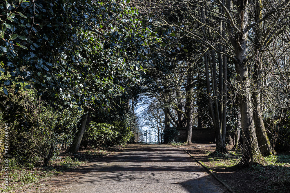 Fototapeta premium road in the park