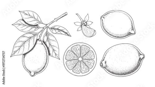 Hand drawn of lemons branch and slices with flower citrus fruit leaf