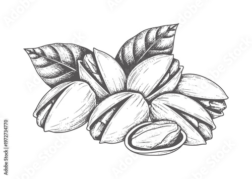 Hand drawn of pistachios with leaves in grayscale nuts food