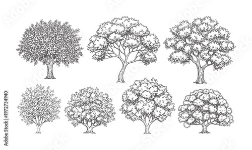 Seven black and white tree with dense foliage