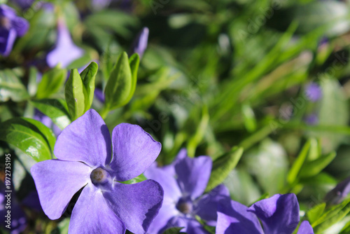 Cuadro en lienzo blue periwinkle flowers blooming in spring