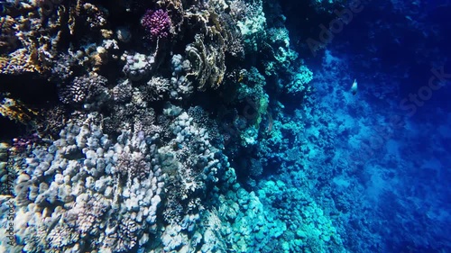 Steep coral reef wall in the Red Sea off Egypt shows hard and soft corals, table and branching forms, small fish dart, sunlit blue gradients, gentle currents ripple.