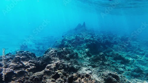 Clear turquoise water with sun shafts over a shallow coral plateau in the Red Sea off Egypt as two rays glide above rubble reef and small fish dart in gentle motion.