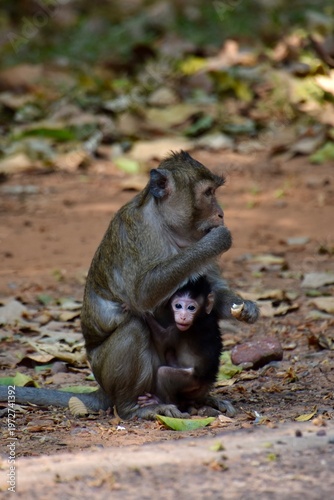 Long-tailed macaque (Macaca fascicularis) mother with newborn baby on the ground