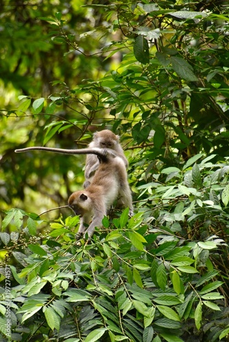 Two juvenile long-tailed Macaques (Macaca fascicularis ) playing in the lush canopy of Gunung Leuser National Oark, Sumatra, Indonesia