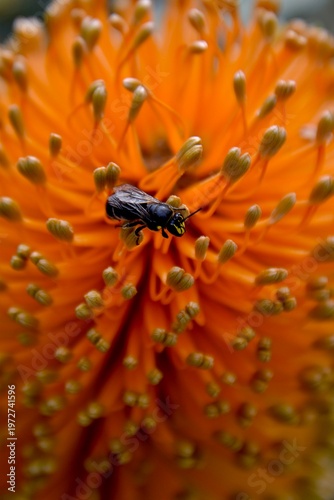 Native Australian Masked Bee (Hylaeus) on an orange banksia flower, Kings Park and Botanic Garden, Perth, Western Australia