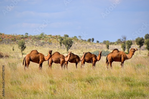 Fotografie Herd of wild feral camels (Camelus dromedarius) in the outback near Uluru, North