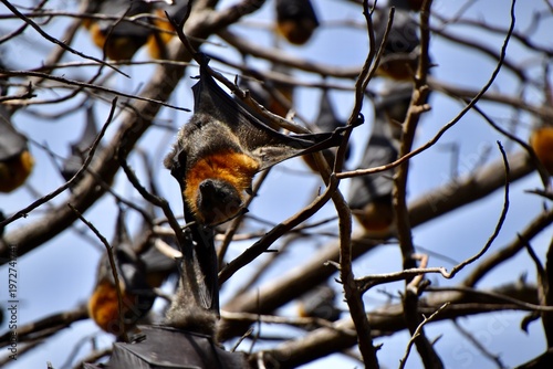 Grey-headed Flying-fox (Pteropus poliocephalus) hanging in a tree at Eastern Park, Geelong, Victoria, Australia