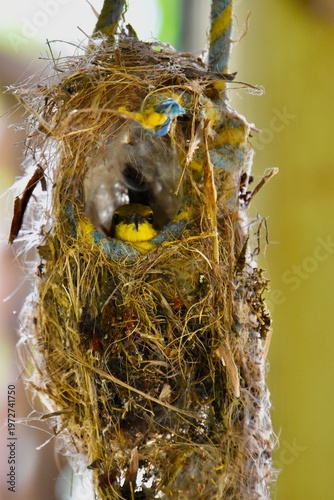 Olive-backed Sunbird (Cinnyris jugularis) peeking from hanging nest, Daintree Rainforest, Australia