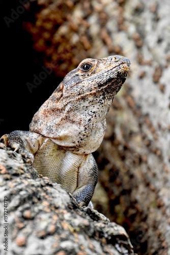 Yucatan black iguana (Ctenosaura) peeking out from tree at Chichen Itza Maya Ruins, Mexico