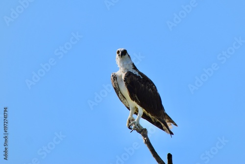 Osprey (Pandion haliaetus) perched on a branch against blue sky, Isla Holbox Mexico