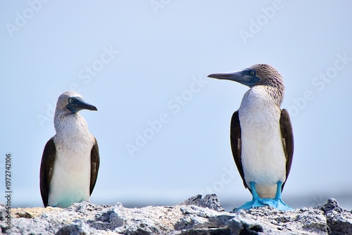 Two blue-footed Boobies perched on volcanic rock