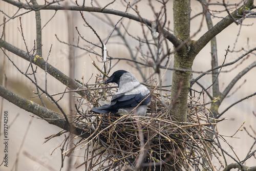 Hooded Crow Building Nest in Tree Branch During Spring Vilnius Lithuania